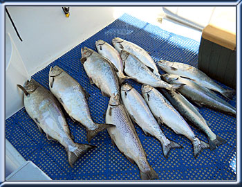 Lake Ontario Fishing Charters